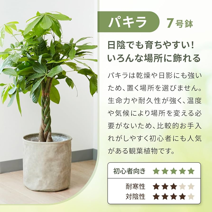 Amazon｜bloomee(ブルーミー) パキラ 7号サイズ 観葉植物